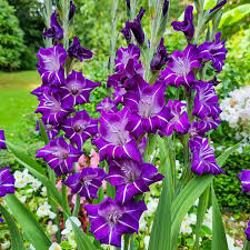 Image result for Gladiolus bellus