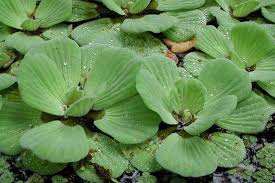 Image result for Pistia