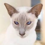 Lilac Point Siamese - All About Siamese Cats