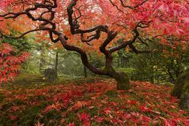The Most Authentic Japanese Garden Japanese Maple Tree Garden Japanese Maple Tree Portland Japanese Garden