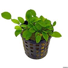 Image result for Ranalisma