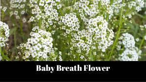 Types Of Babies Breath Flowers