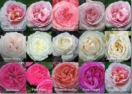 Mayesh Garden Roses Via Flirty Fleurs Click On The Link After The Picture To Find Out About Garden Roses Rose Varieties Types Of Roses Rose Garden