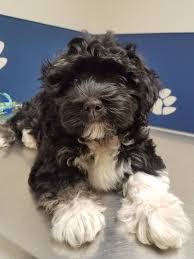 Black And White Havanese Puppy Names Havanese 12 Weeks Visit Havanese Havanese Puppies Dogs