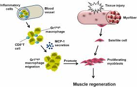Cd8 T Cells Are Involved In Skeletal Muscle Regeneration Through Facilitating Mcp 1 Secretion And Gr1high Macrophage Infiltration The Journal Of Immunology Cardiac muscles are those, as you can imagine, in our heart. cd8 t cells are involved in skeletal