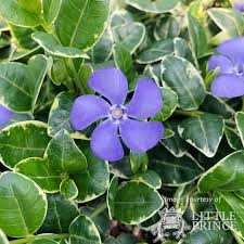 Image result for Vinca minor