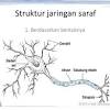 Berdasarkan asalnya sistem saraf sadar dibedakan menjadi dua yaitu 1