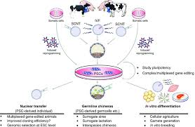Nih human embryonic stem cell registry the lines listed below are eligible for use in nih funded research. Potential Applications For Livestock Pluripotent Stem Cell Psc Download Scientific Diagram