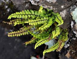 Image result for Asplenium trichomanes