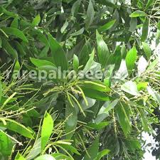 Image result for Acacia mangium