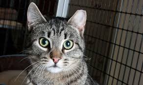Striped cat with a clipped ear on a pink background. Our Community Our Cats Tnvr Basics Safe Haven For Cats