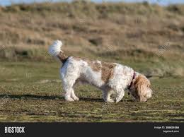 17 best images about basset hounds on pinterest basset. Grand Basset Griffon Image Photo Free Trial Bigstock