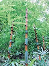 The Garden Scribe New Bamboo Varieties Offer Alternatives To Fic Bamboo Plants Bamboo Garden Backyard Garden Design