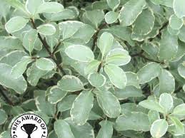 Image result for Pittosporum tenuifolium