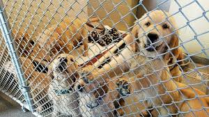 Maybe you would like to learn more about one of these? 105 Dogs Seized From Squalid Bradford Nh Home Cbs Boston