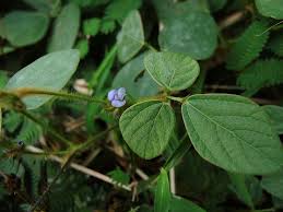 Image result for Calopogonium mucunoides