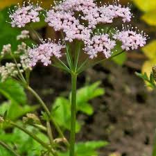 Image result for Pimpinella ledermannii