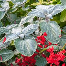 Image result for Plectranthus alboviolaceus