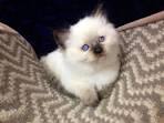 10 Best Seal point ragdoll cats images | Cats, I love cats ...