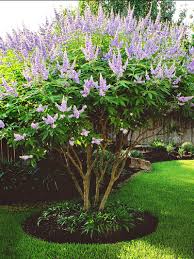 Image result for Vitex patula