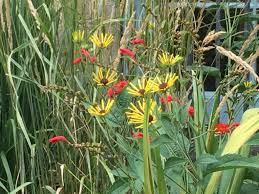 Image result for Eriosema verdickii