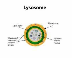 Aas Study Lysosomes In 2021 Science Cells Cells Project Cell Organelles