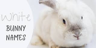 Choosing a name for a pet bunny is difficult, especially if there are multiple opinions involved. 350 Bunny Names For Your Floppy Eared Friend Pethelpful