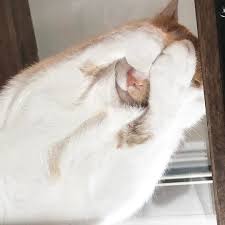 Or its it a hover cat? 10 Reasons Glass Tables Are A Must Have For Cat Owners