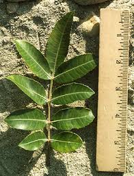 Image result for Triraphis schinzii