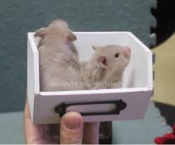 No breeding rights, pet home only. Sold Sooo Cute Dove Long Hair Syrian Females