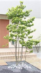 ソヨゴ 育て方 庭 木 玄関 植木 園芸