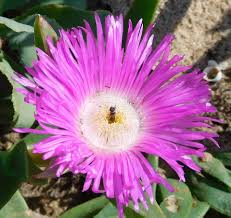 Image result for Carpobrotus dimidiatus