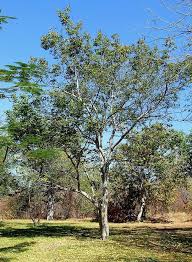 Image result for Guibourtia sousae