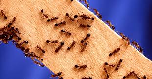 Our business at riverside exterminator near me is here working hard for you to get you in contact with the pest control professionals who will make sure you get the help you need. Common Pest Control Chemicals For Pest Control Businesses