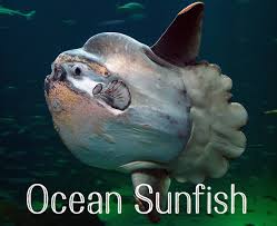 Sea urchins are small, round sea creatures with a bony shell covered in spines. List Of Ocean Animals A Through Z Owlcation
