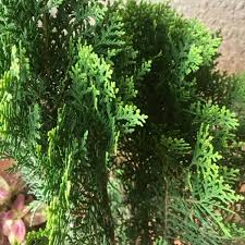 Image result for Rutidea orientalis