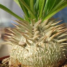 Image result for Pachycarpus eximius
