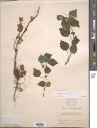 Image result for Pilea rivularis