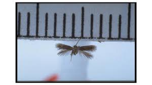 Image result for Stigmella poterii