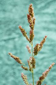 Image result for Polypogon