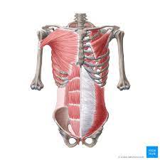 External intercostal, lower border of a rib within an intercostal space, upper border of the rib below, coursing, downward and medially . Muscles Of The Trunk Anatomy Diagram Pictures Kenhub