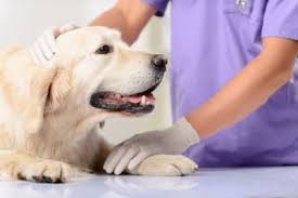 Let pet urgent care in phoenix help! When Should I Bring My Dog To The Emergency Vet Greensboro Vet