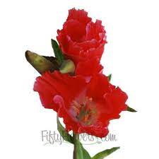 Fiftyflowers Com Coral Fresh Godetia Flowers Red Wedding Flowers Flowers Floral Supplies