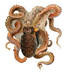 Common Octopus Wikipedia