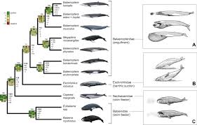 The origin of whales and their transition from terrestrial life to a fully aquatic existence has been studied in depth. A Phylogenetic Blueprint For A Modern Whale Sciencedirect