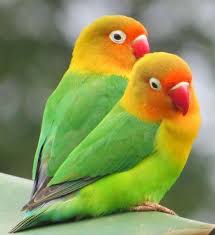 A Pair Of Lovebirds Pair Lovebirds New Tv Cage See Pics Love Birds Pet Pet Birds Animals Beautiful