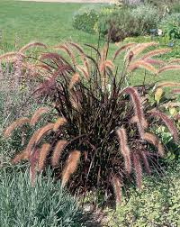 The leaves are wider than purple fountain grass although the color is similar. Not Too Late To Save Your Purple Fountain Grass Laidback Gardener