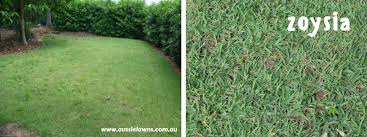 Planning to grow zoysia grass? Should I Plant A Zoysia Lawn