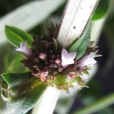 Image result for Spermacoce deserti