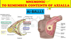 Mnemonic To Remember Contents Of Axilla Youtube